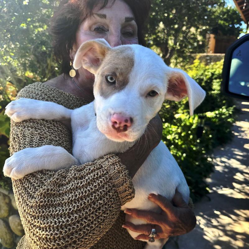 Enlarge Rookie, a Adopted mixed breed in San Juan Capistrano, CA image 1/3