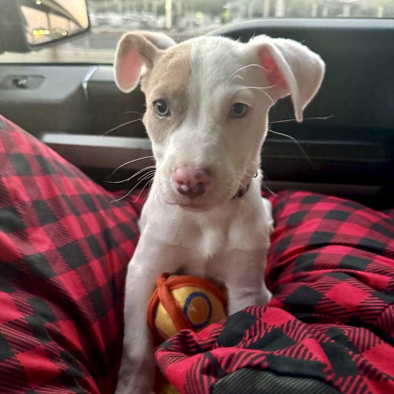 Enlarge Rookie, a Adopted mixed breed in San Juan Capistrano, CA image 2/3