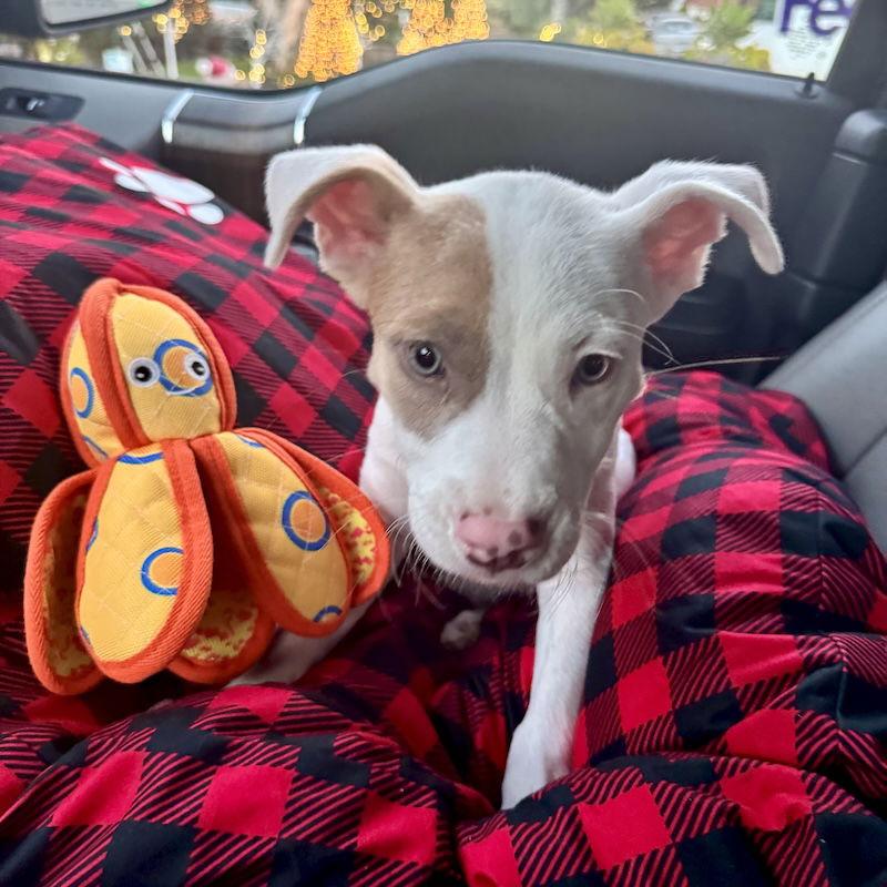 Enlarge Rookie, a Adopted mixed breed in San Juan Capistrano, CA image 3/3