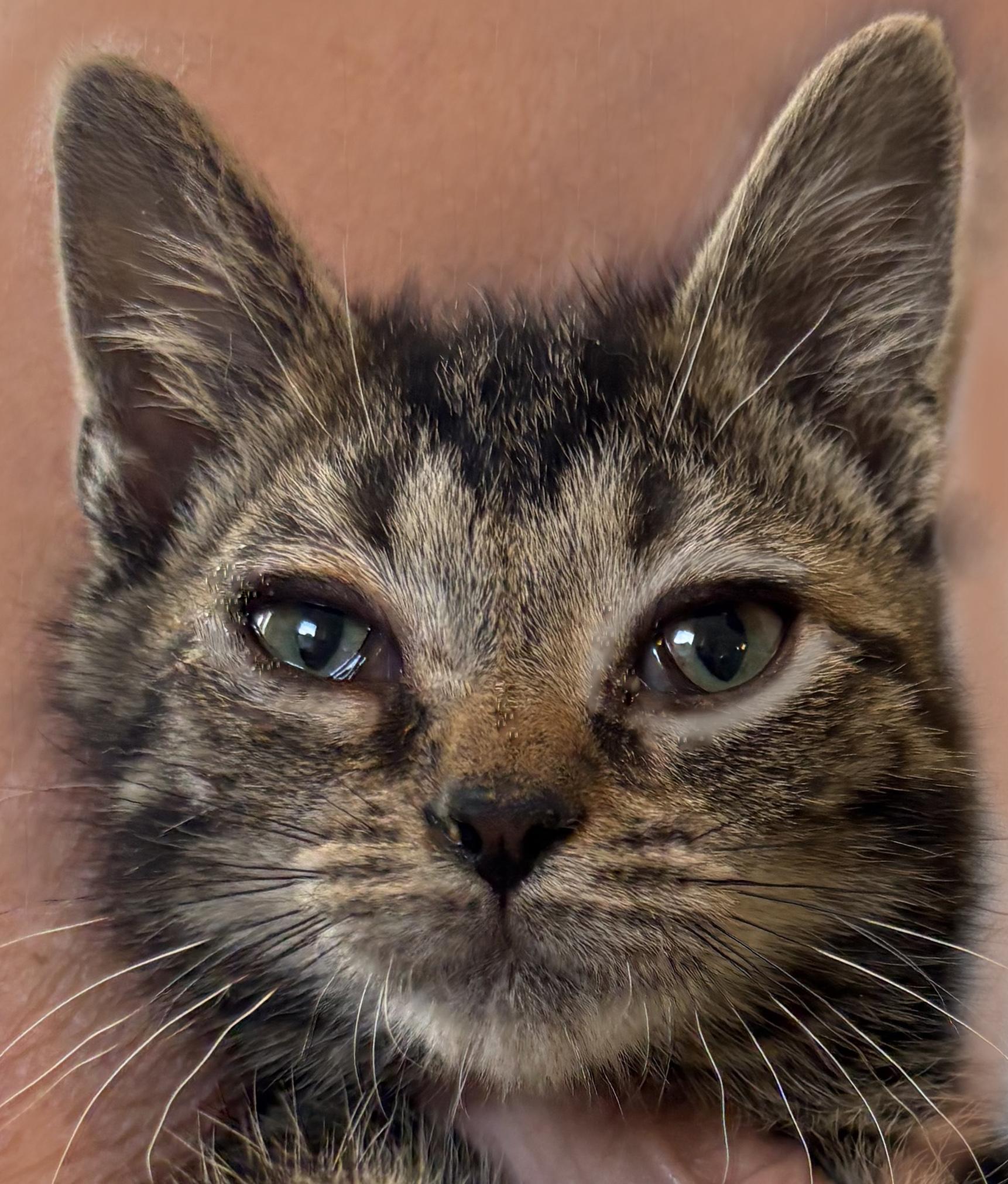 Benedict, Adoptable, Kitten Male Domestic Short Hair.
