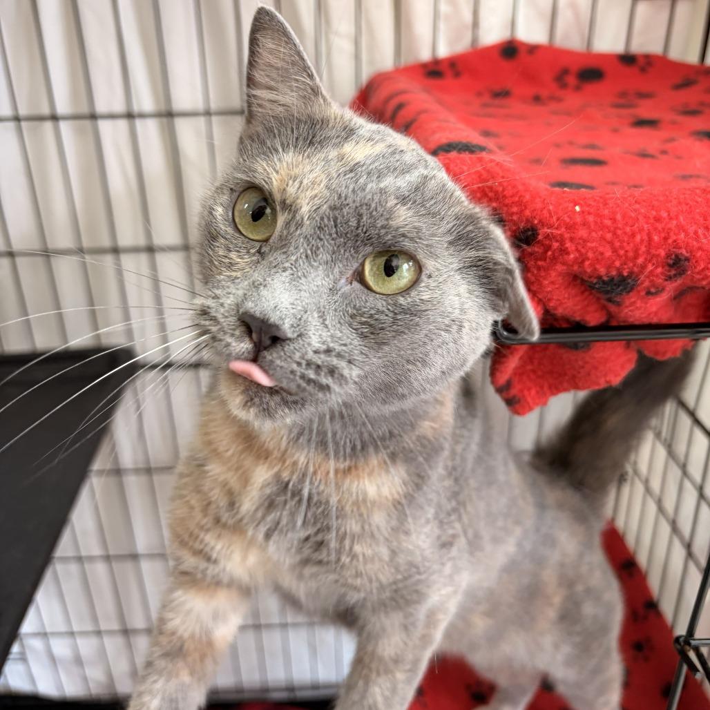 Ponyo, Adoptable, Adult Female Domestic Short Hair.