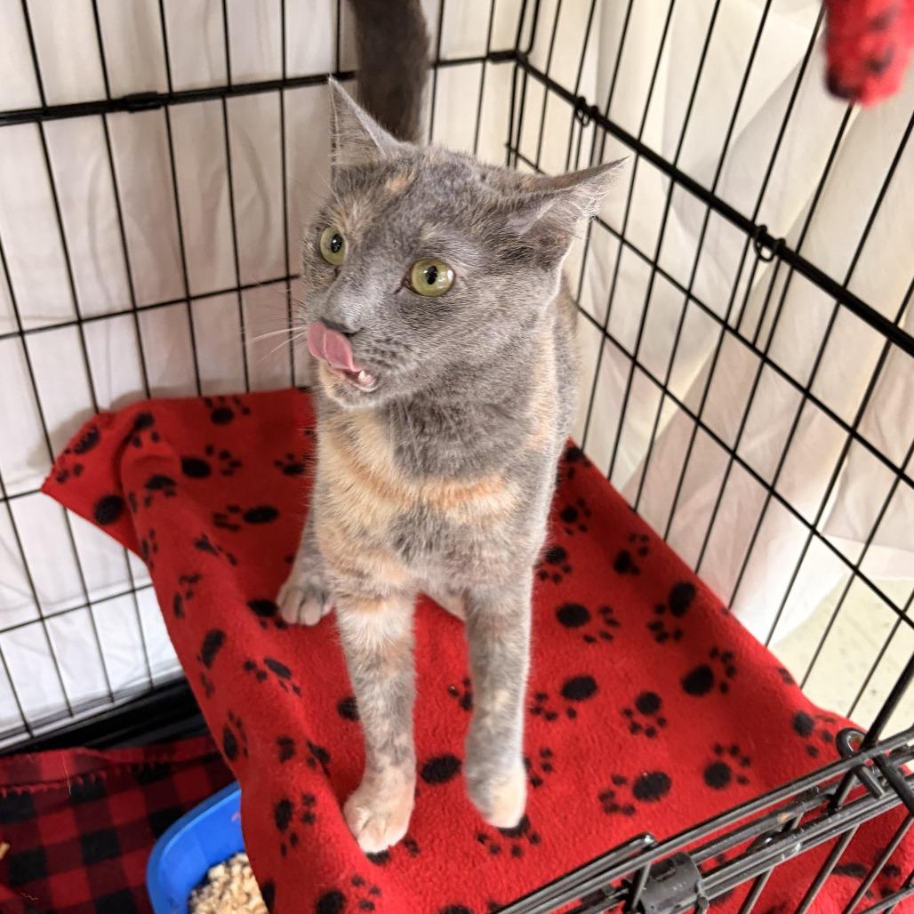 Enlarge Ponyo, a Adoptable Domestic Short Hair in Franklin, NC image 2/4
