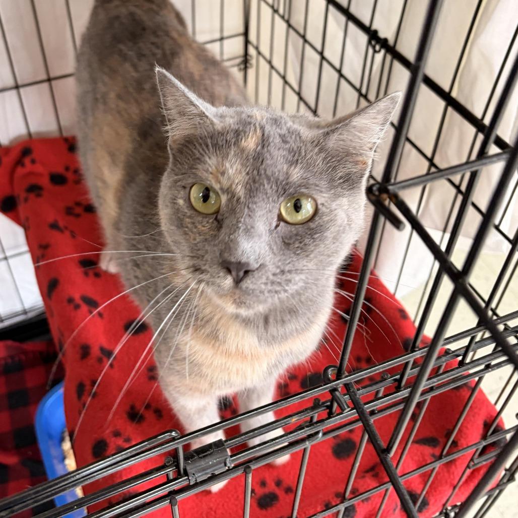 Enlarge Ponyo, a Adoptable Domestic Short Hair in Franklin, NC image 3/4