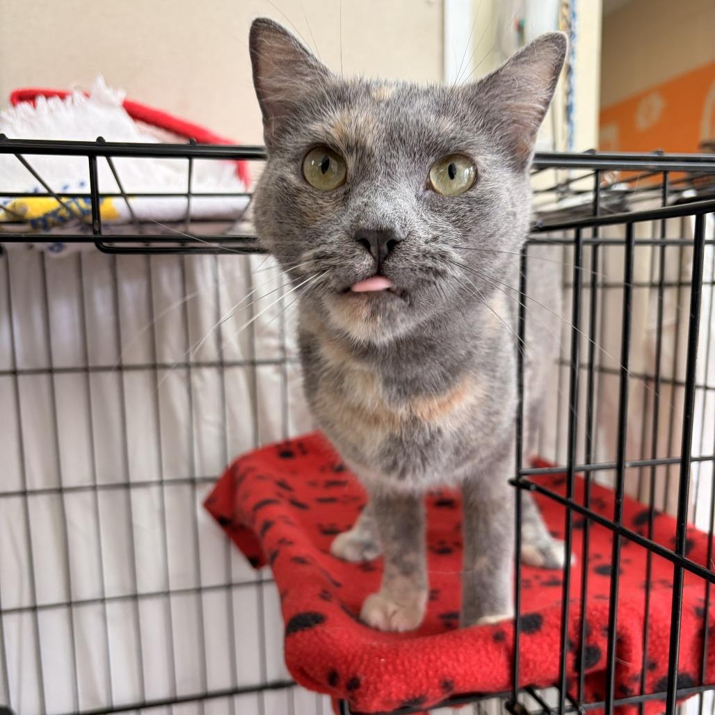 Enlarge Ponyo, a Adoptable Domestic Short Hair in Franklin, NC image 4/4