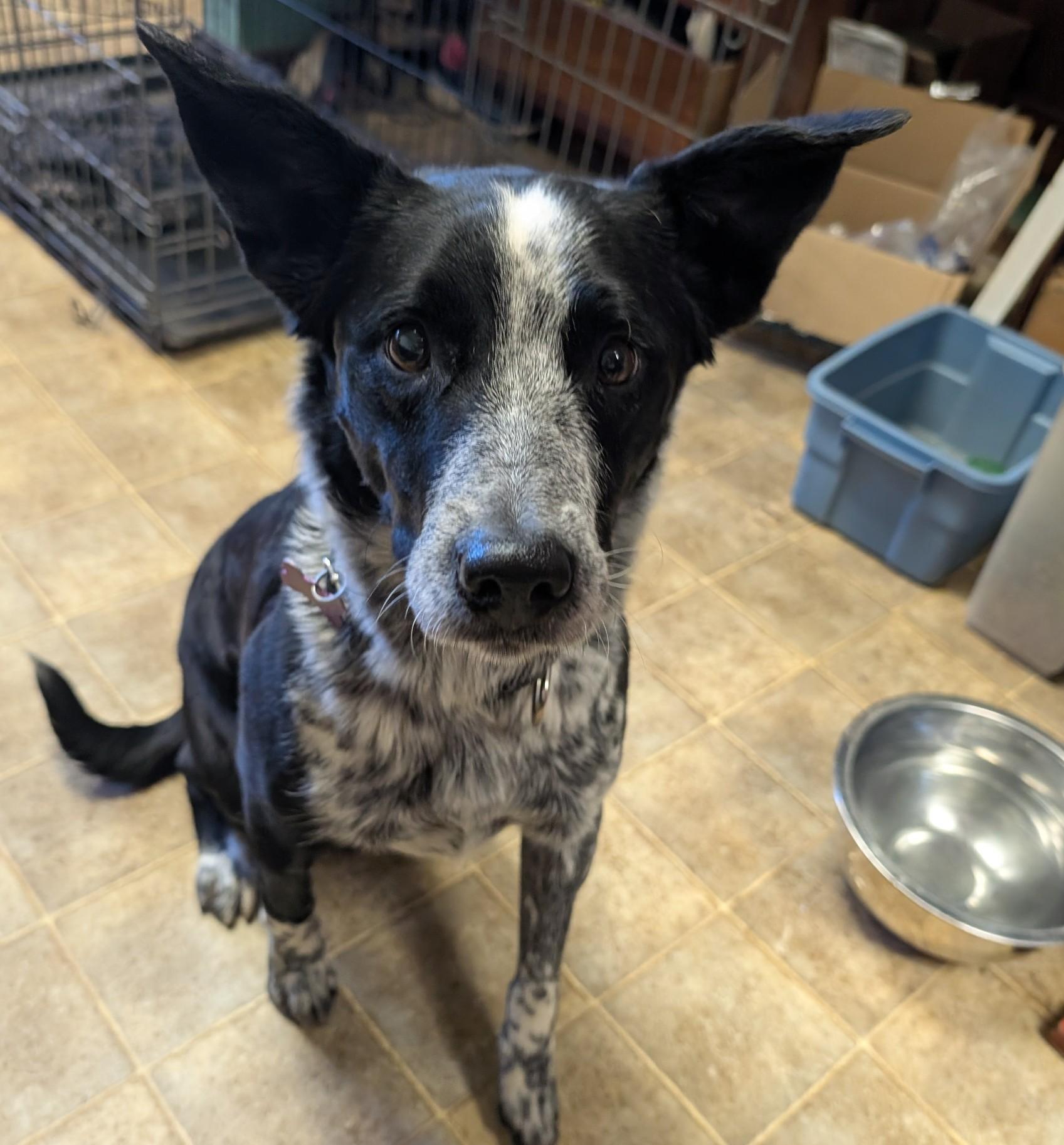 Enlarge Hazel, an adopted mixed breed in COEUR D ALENE, ID image 3/6