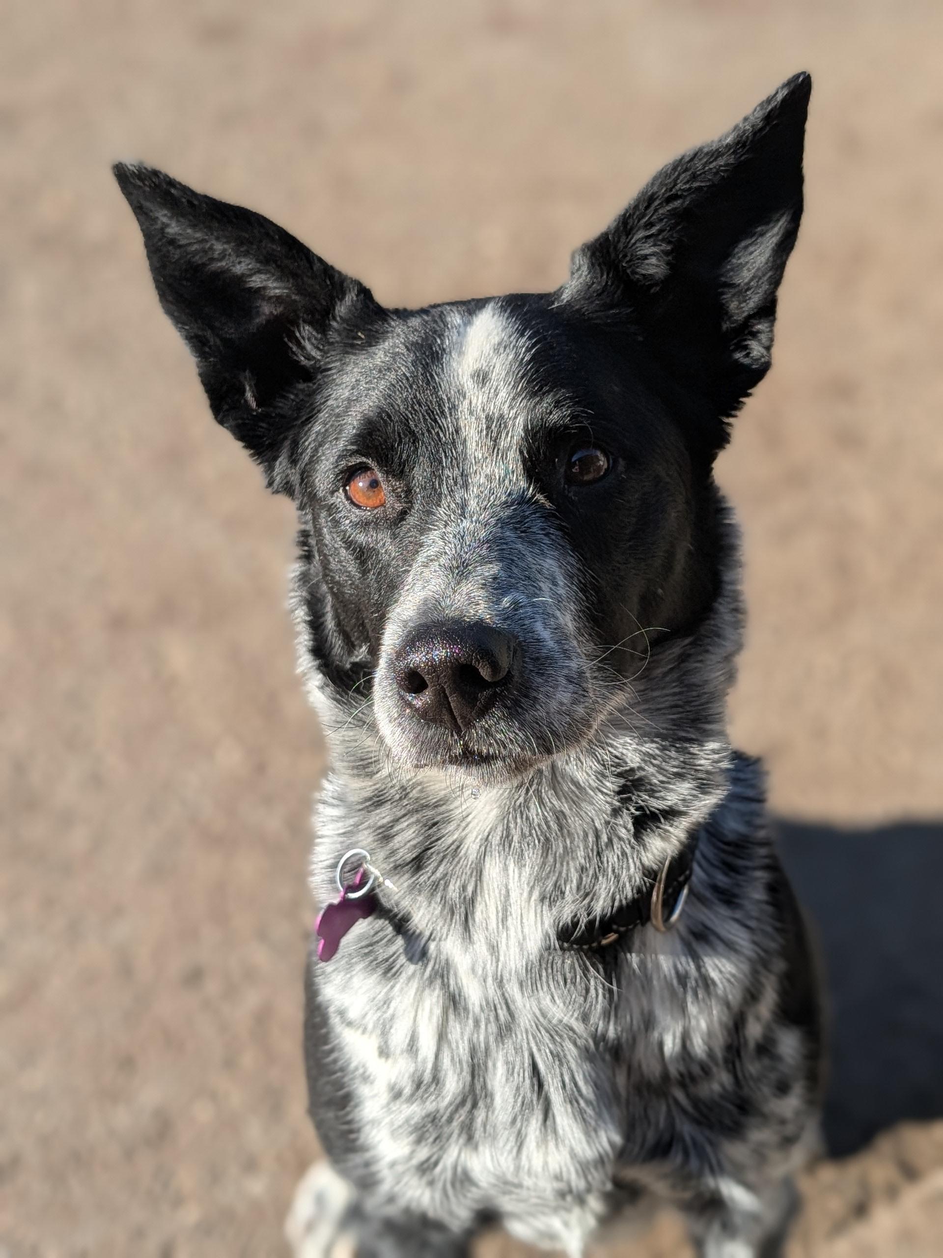 Hazel, adopted, Adult Female Border Collie & Australian Kelpie.