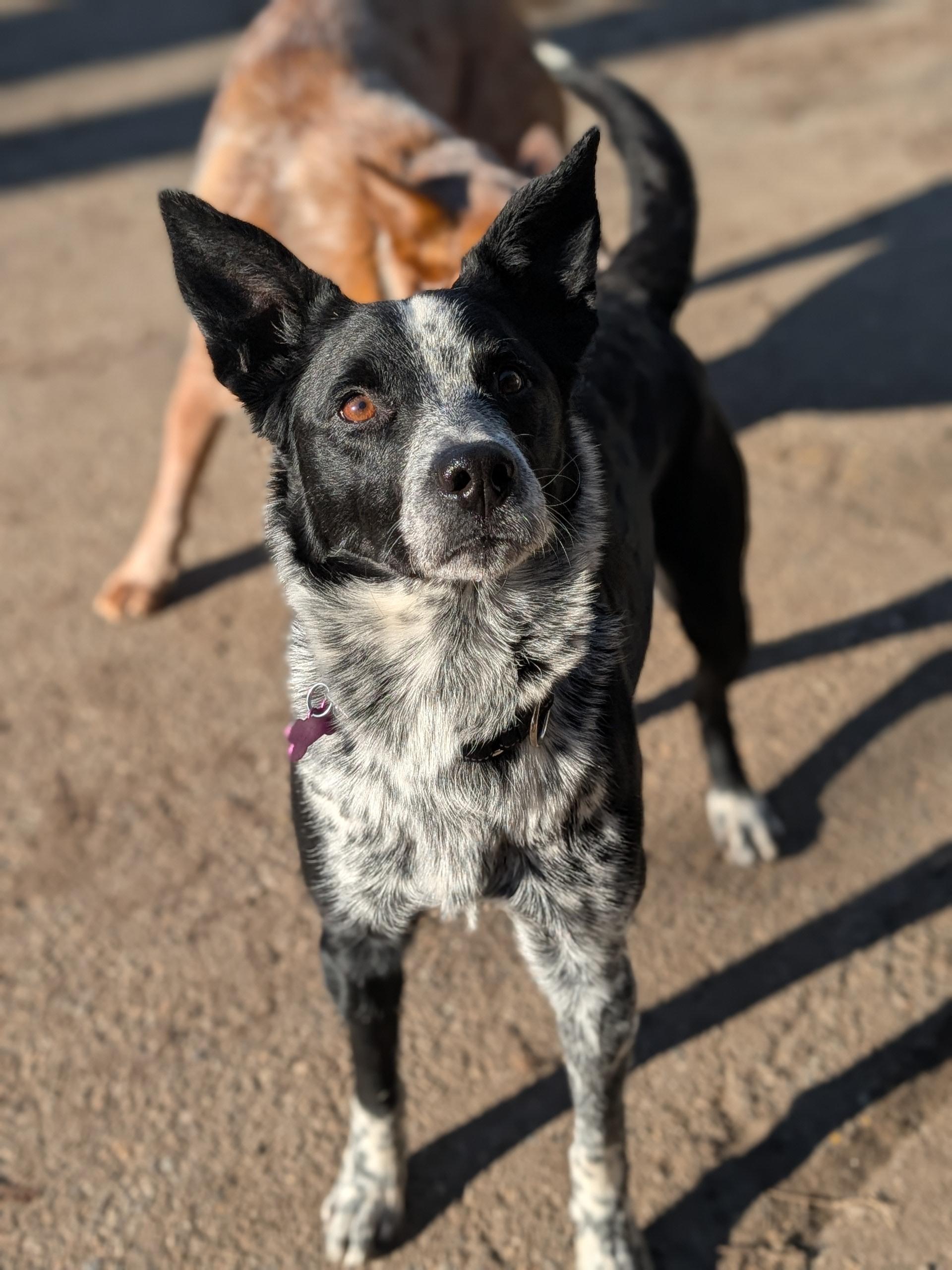 Enlarge Hazel, an adopted mixed breed in COEUR D ALENE, ID image 5/6