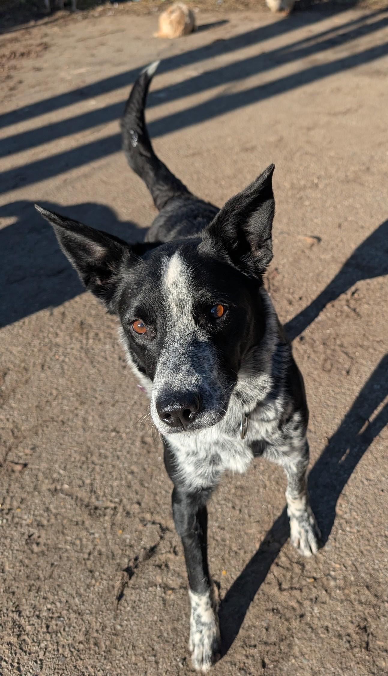 Enlarge Hazel, an adopted mixed breed in COEUR D ALENE, ID image 6/6