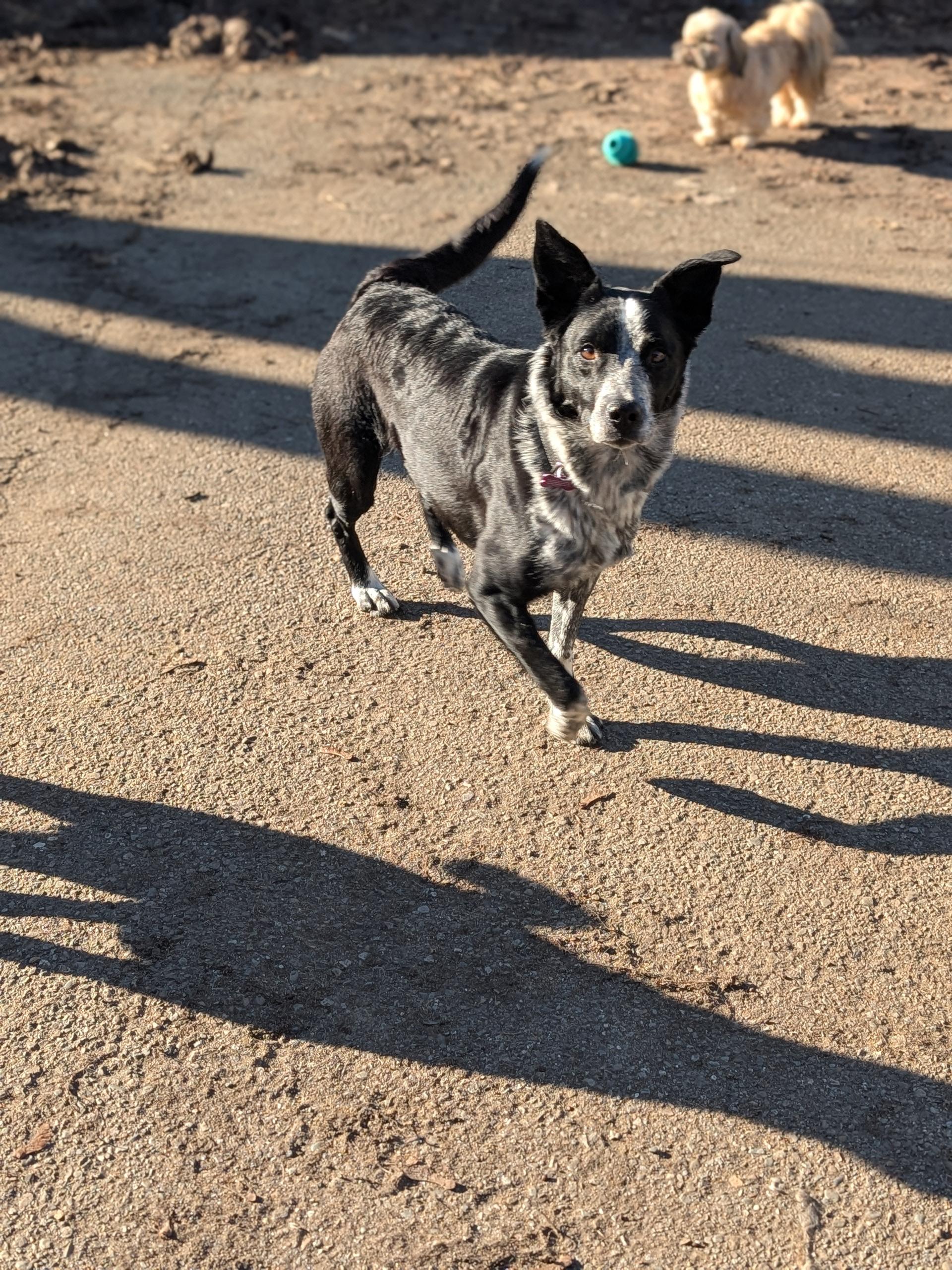 Enlarge Hazel, an adopted mixed breed in COEUR D ALENE, ID image 2/6