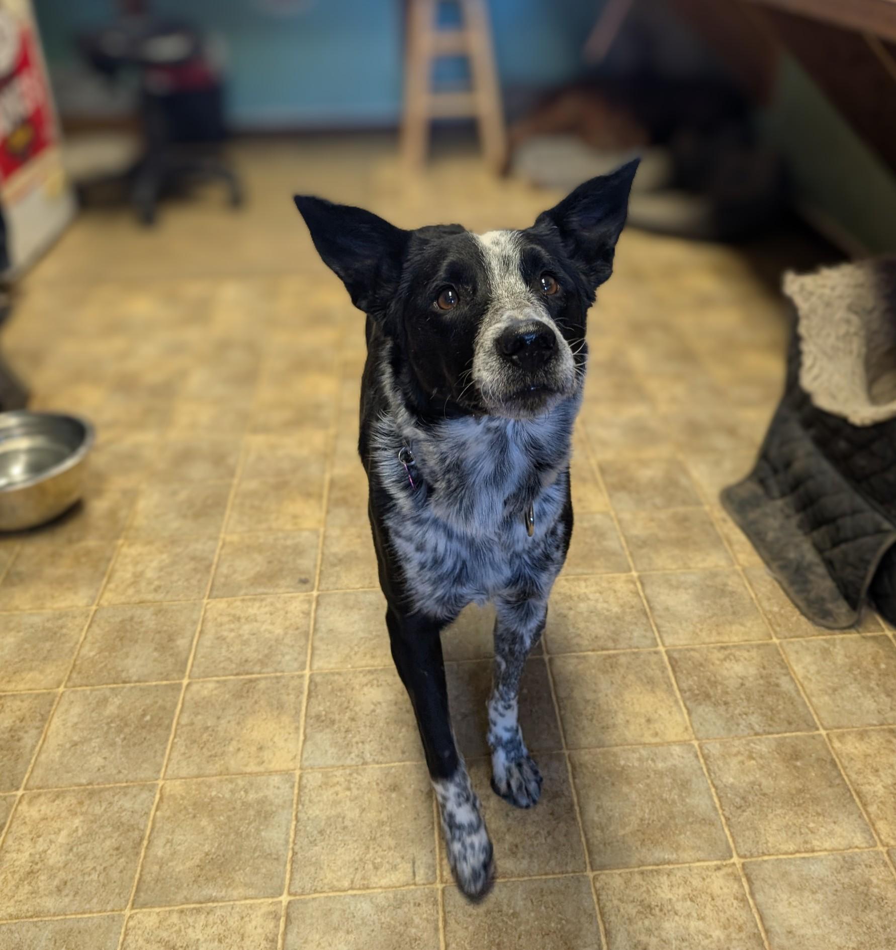 Enlarge Hazel, an adopted mixed breed in COEUR D ALENE, ID image 4/6