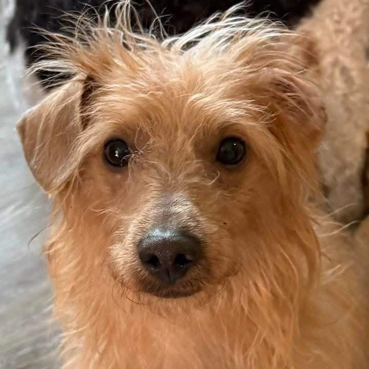 Coco