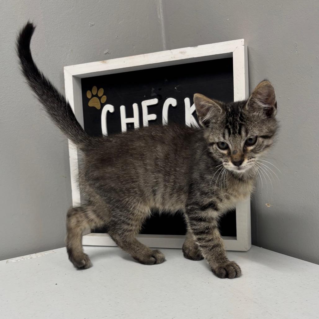 Mario (tabby grey), a Adoptable Domestic Medium Hair in Springtown, TX image 1/6
