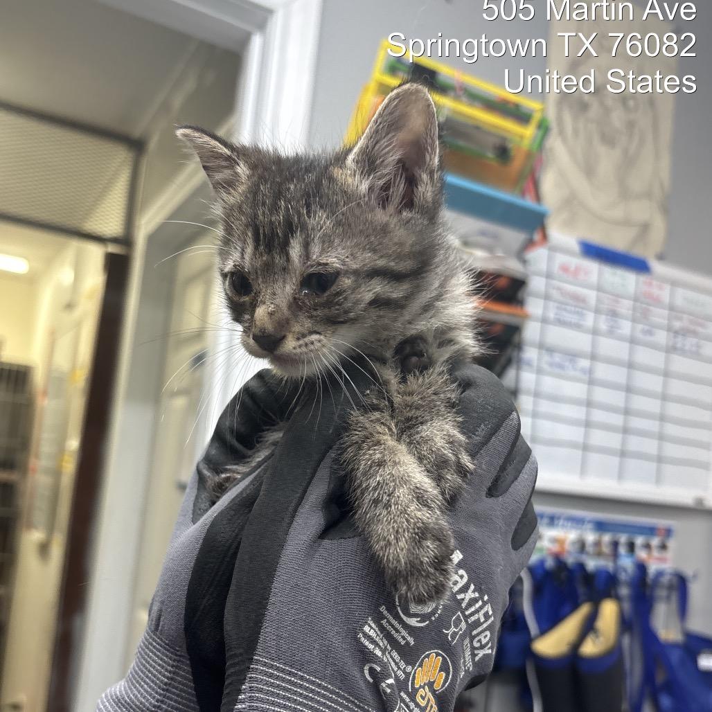 Mario (tabby grey), Adoptable, Kitten Male Domestic Medium Hair.