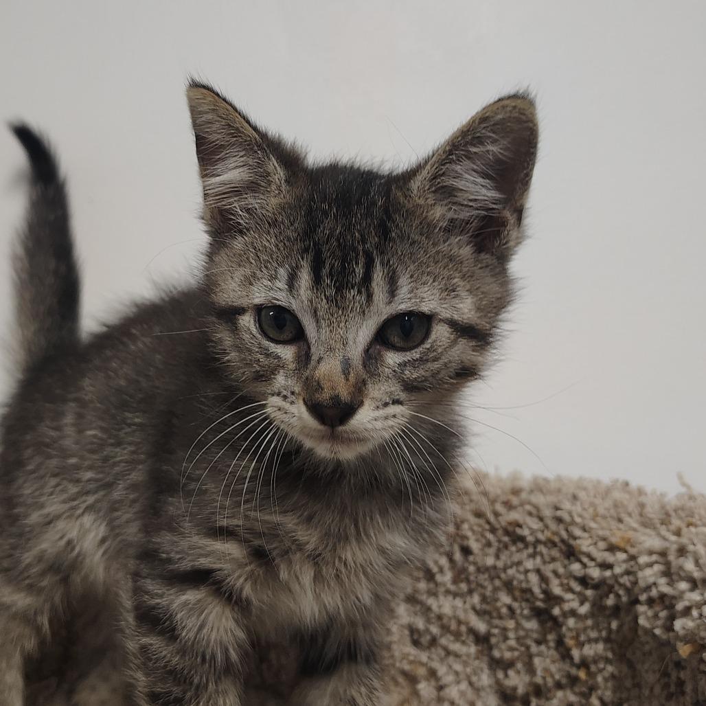 Enlarge Mario (tabby grey), a Adoptable Domestic Medium Hair in Springtown, TX image 2/6