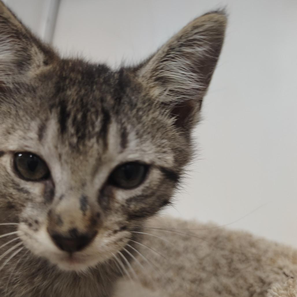 Enlarge Mario (tabby grey), a Adoptable Domestic Medium Hair in Springtown, TX image 3/6
