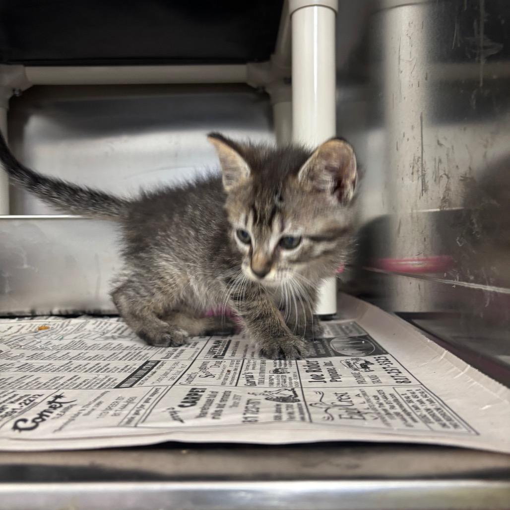 Enlarge Mario (tabby grey), a Adoptable Domestic Medium Hair in Springtown, TX image 4/6