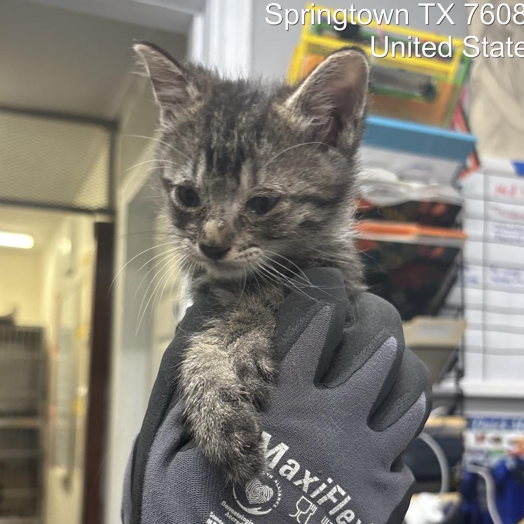 Enlarge Mario (tabby grey), a Adoptable Domestic Medium Hair in Springtown, TX image 5/6