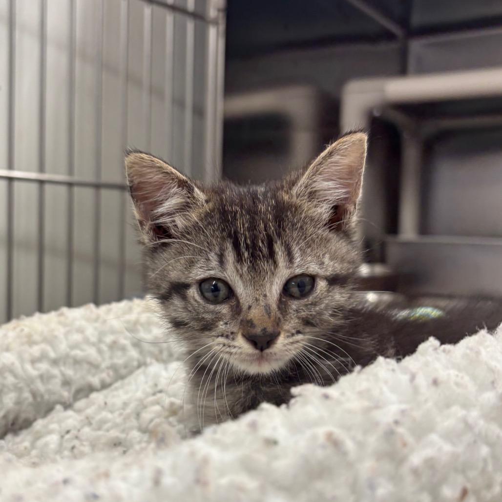 Enlarge Mario (tabby grey), a Adoptable Domestic Medium Hair in Springtown, TX image 6/6