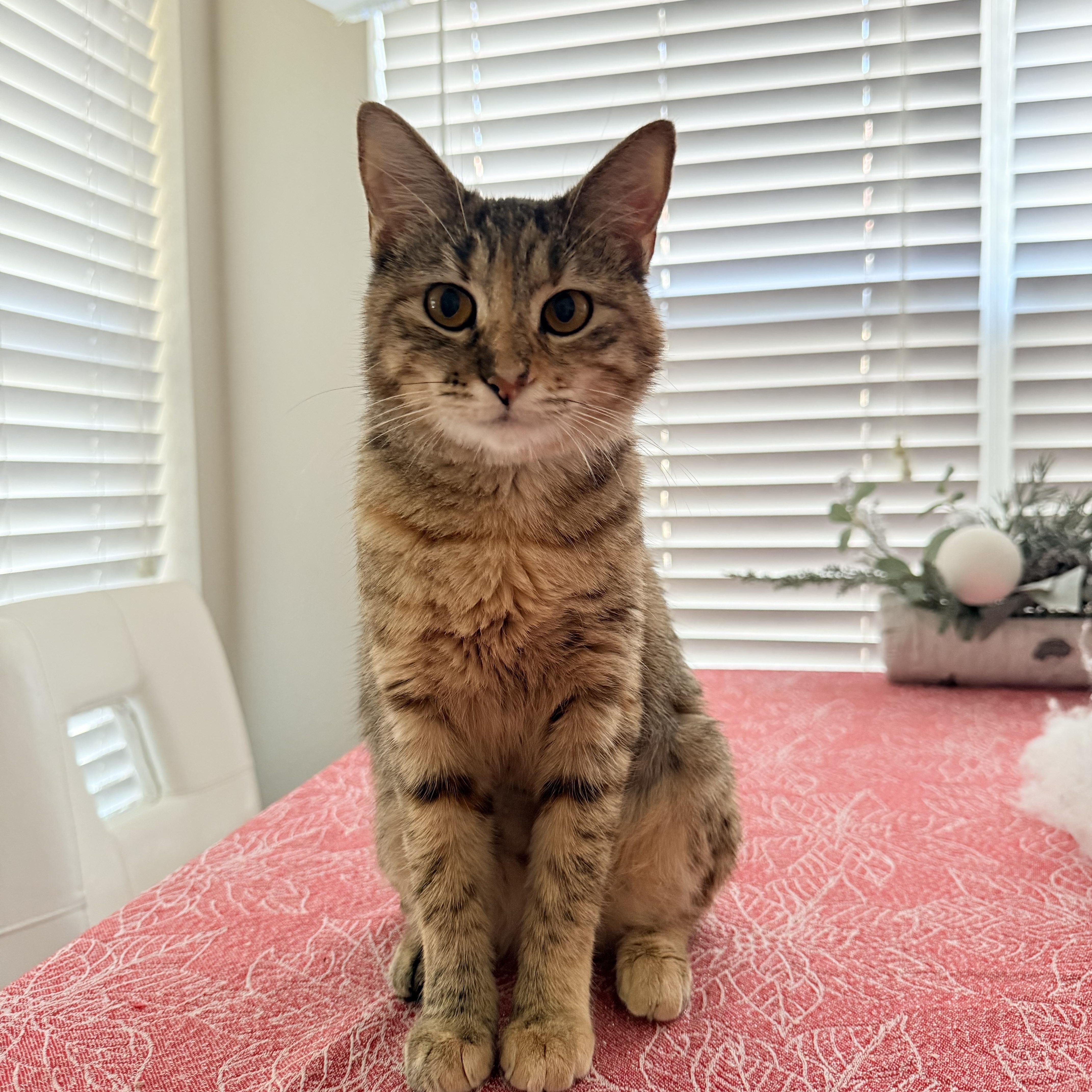 Clover, a ADOPTABLE Domestic Short Hair in Chandler, AZ image 1/4