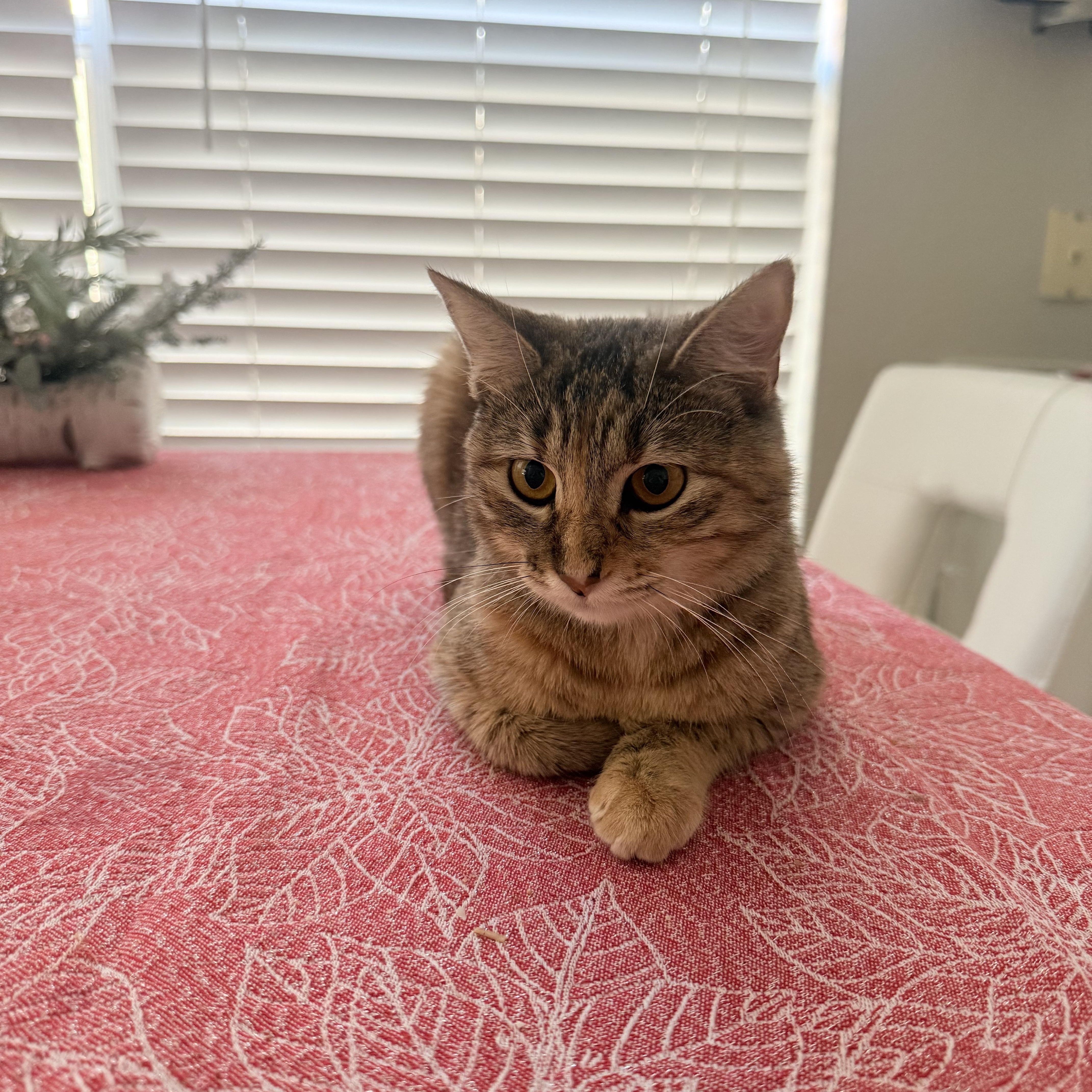 Clover, a ADOPTABLE Domestic Short Hair in Chandler, AZ image 2/4