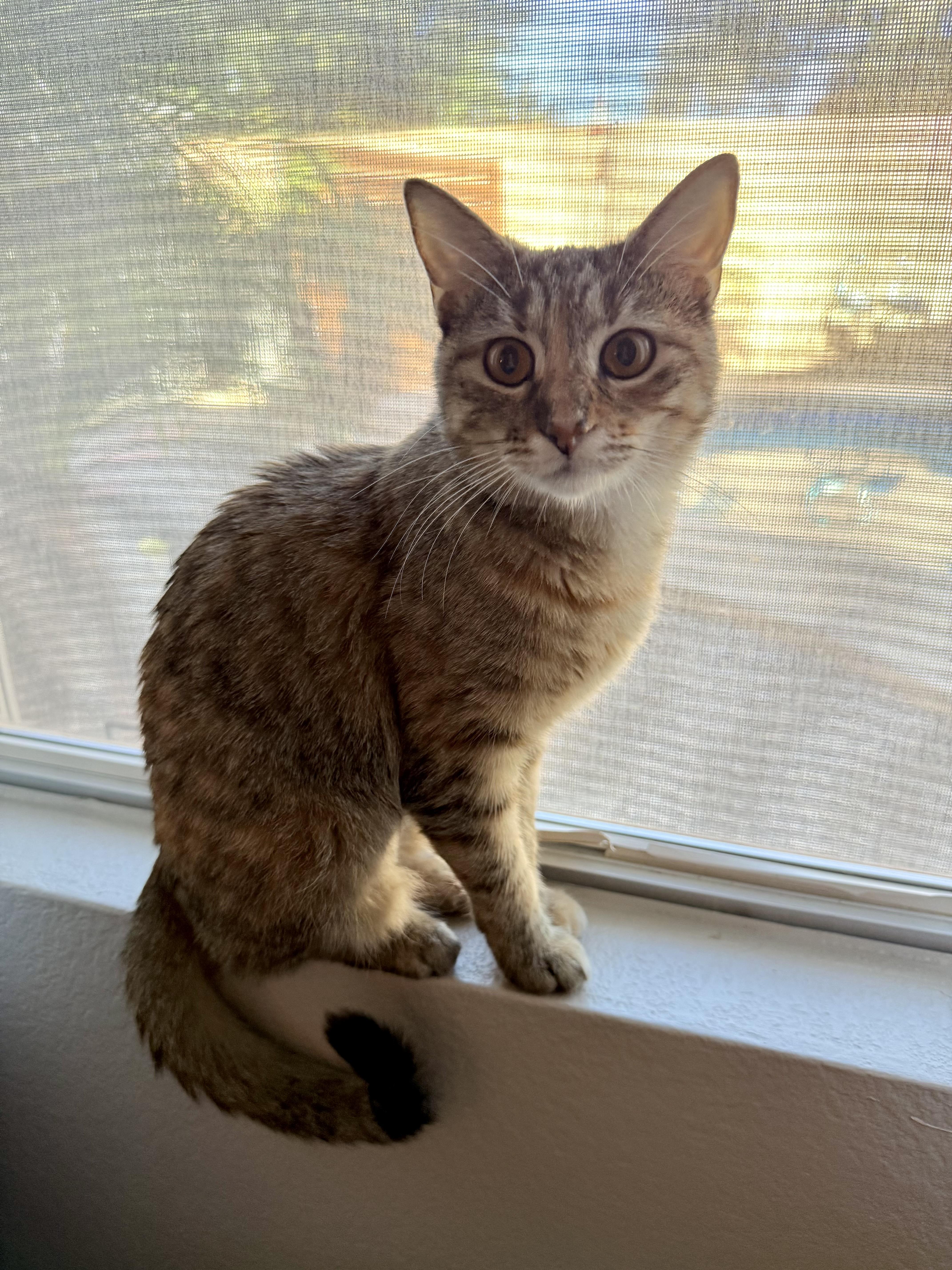 Clover, a ADOPTABLE Domestic Short Hair in Chandler, AZ image 3/4