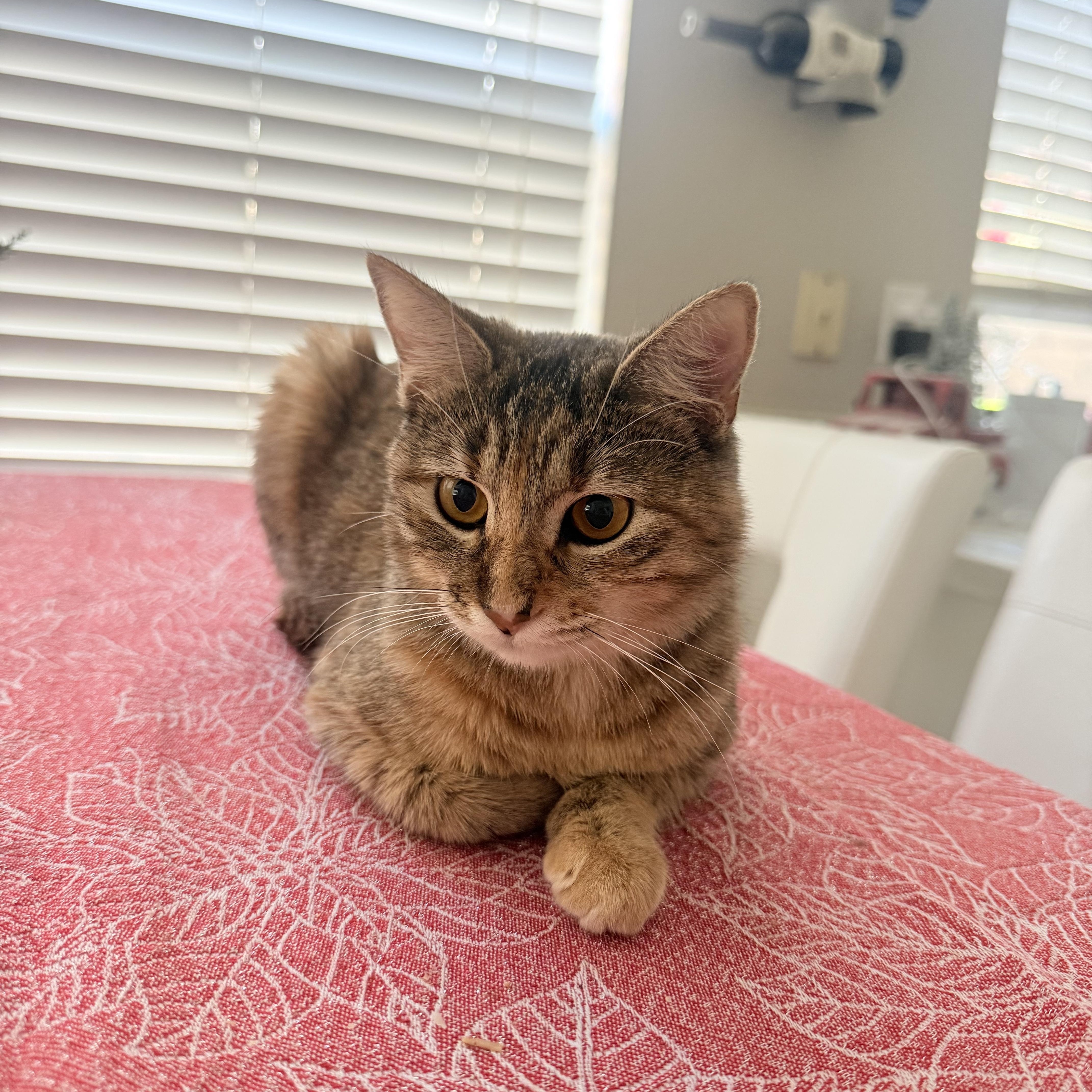 Clover, ADOPTABLE, Kitten Female Domestic Short Hair.