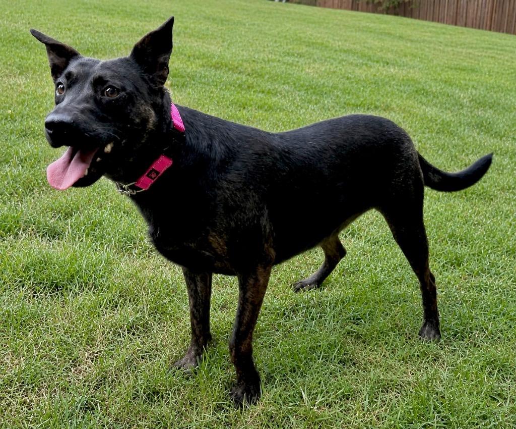 Sadie, Adoptable, Young Female Dutch Shepherd.