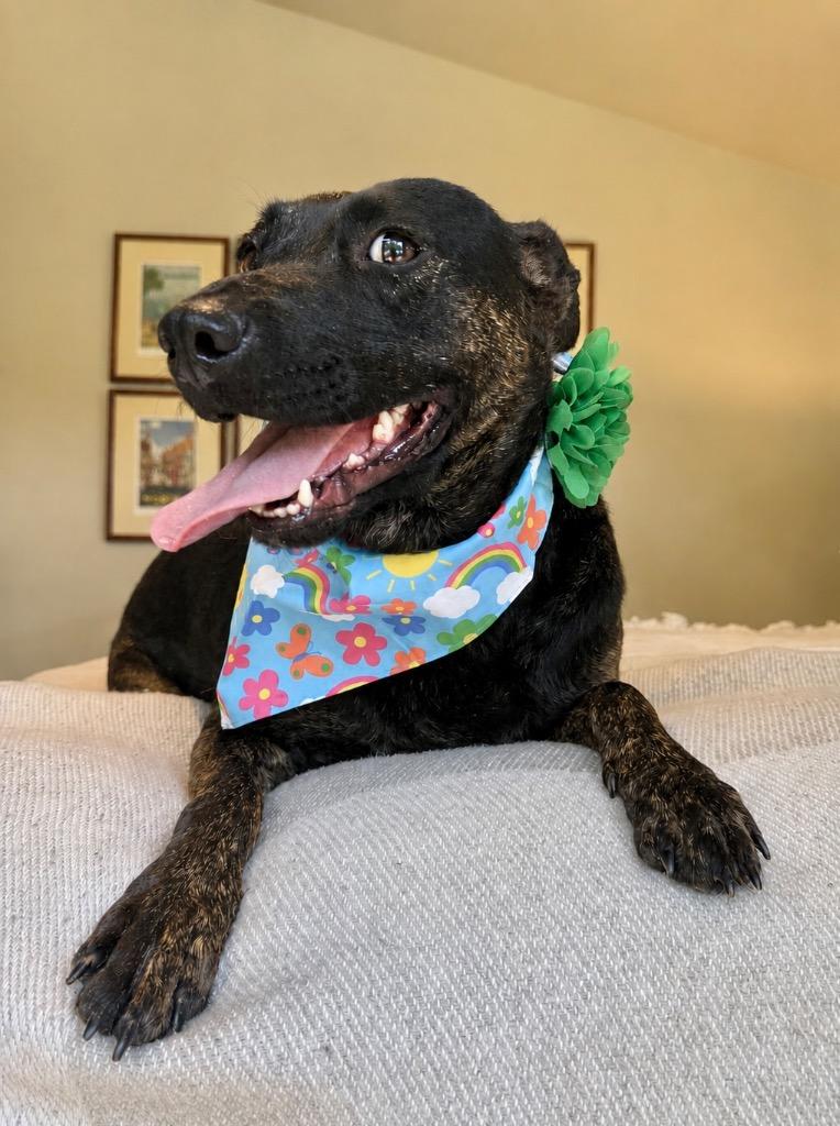 Enlarge Sadie, a Adoptable mixed breed in Princeton, MA image 2/6