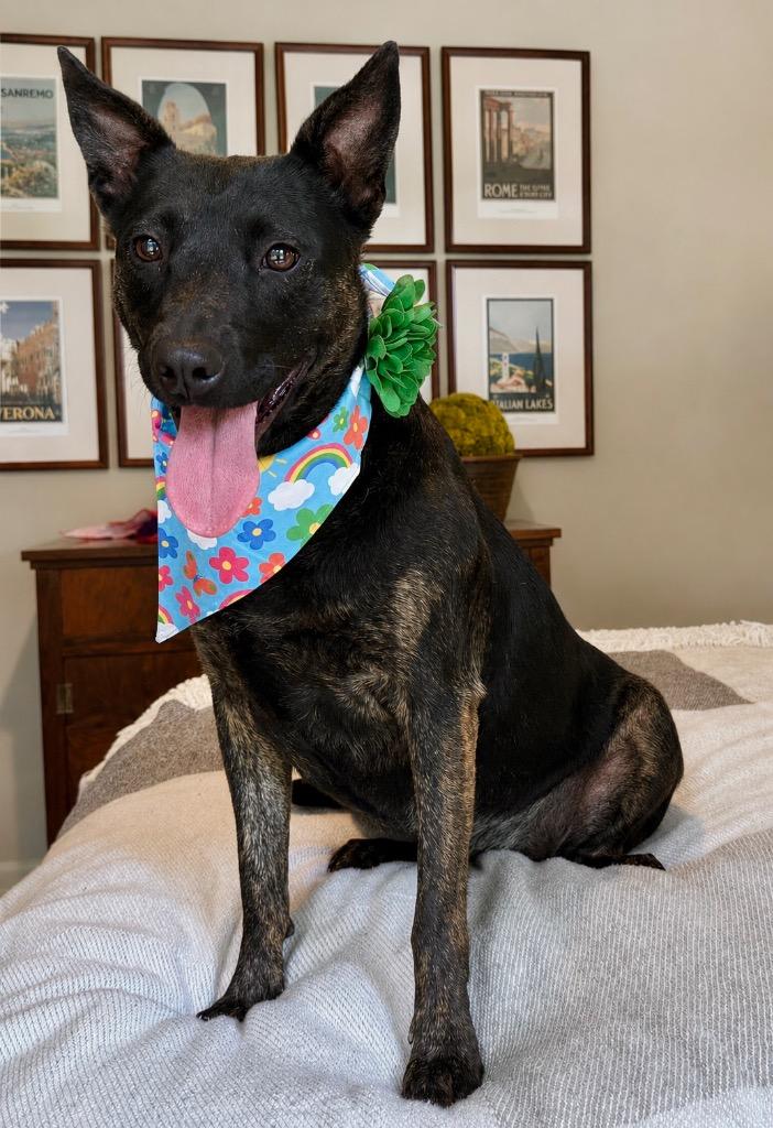 Enlarge Sadie, a Adoptable mixed breed in Princeton, MA image 3/6