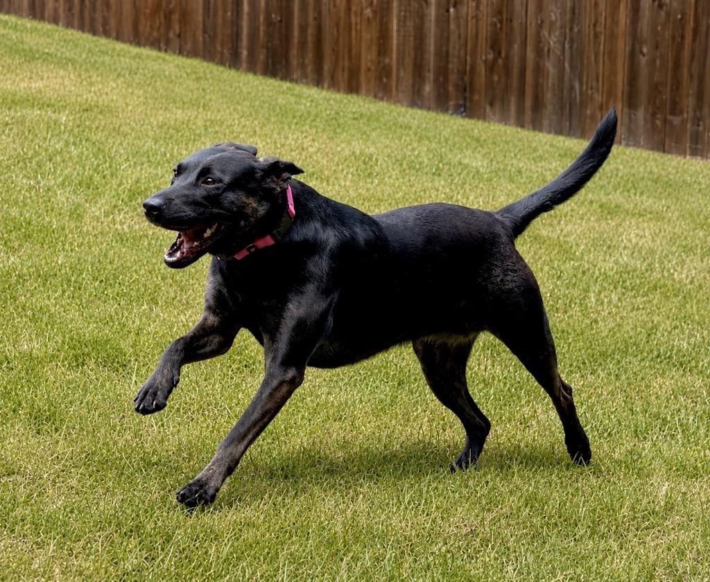 Enlarge Sadie, a Adoptable mixed breed in Princeton, MA image 4/6