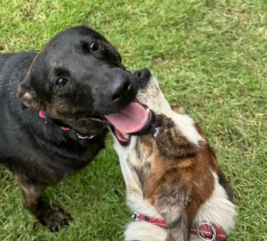 Enlarge Sadie, a Adoptable mixed breed in Princeton, MA image 5/6