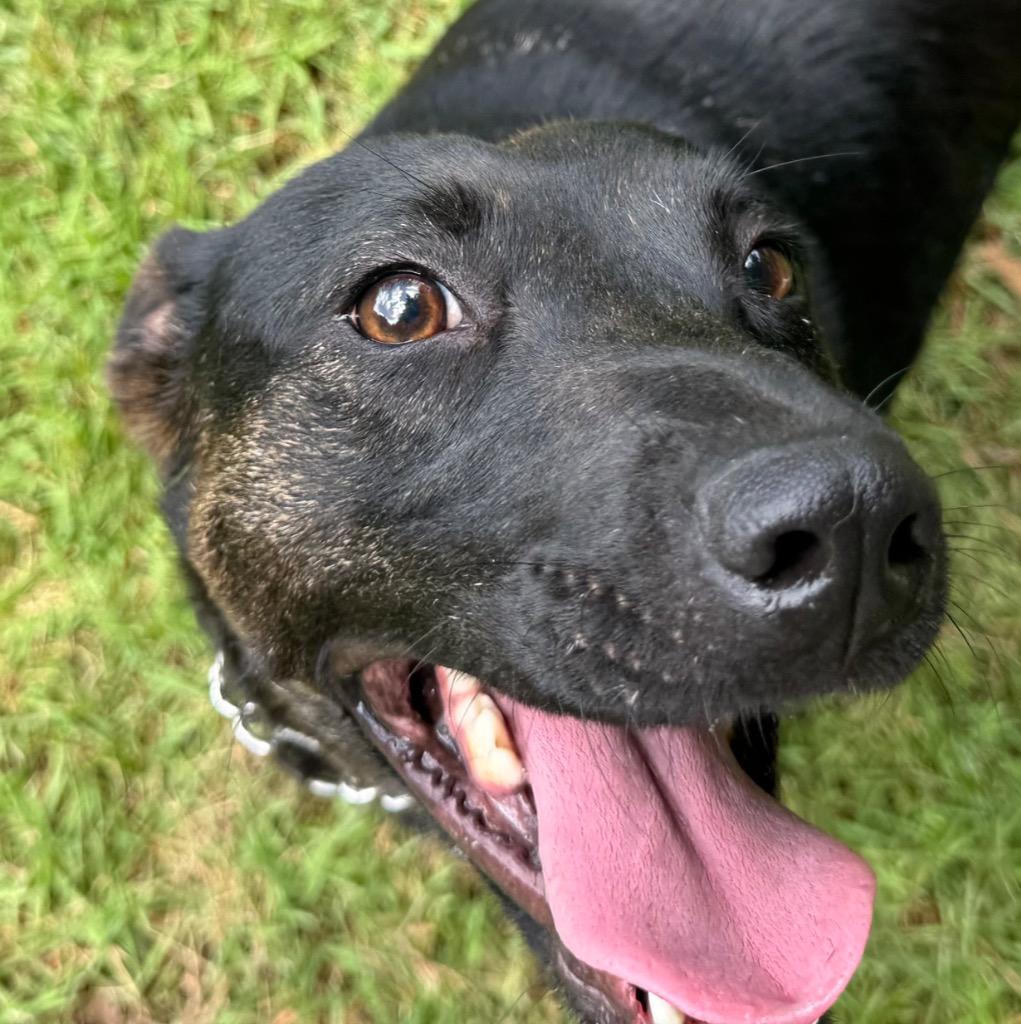 Enlarge Sadie, a Adoptable mixed breed in Princeton, MA image 6/6