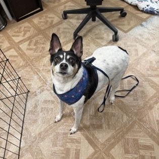 Enlarge Gracie, a ADOPTABLE Rat Terrier in Worcester, MA image 1/1