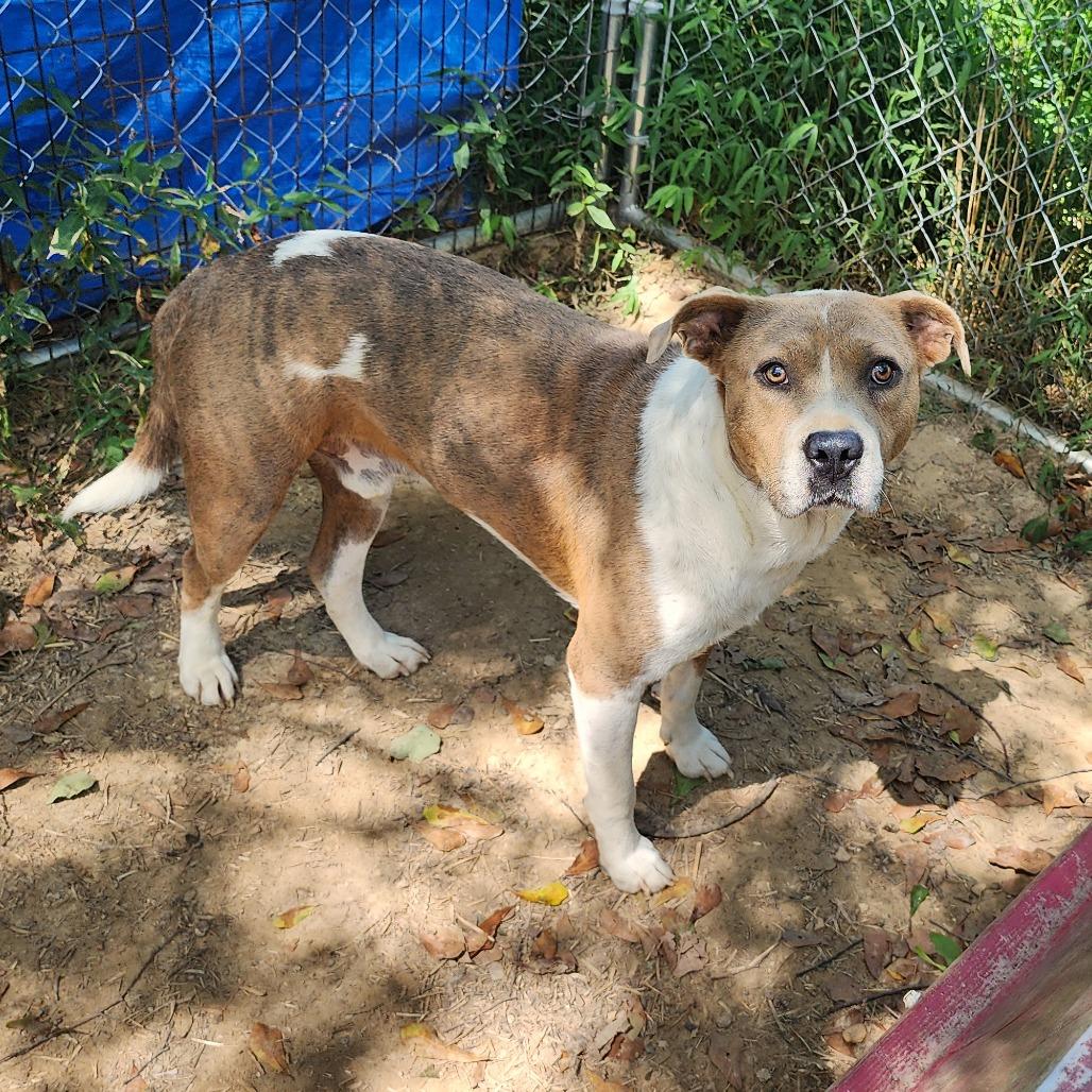 Enlarge Butterbean, a Adoptable Mixed Breed in Boaz, AL image 1/3