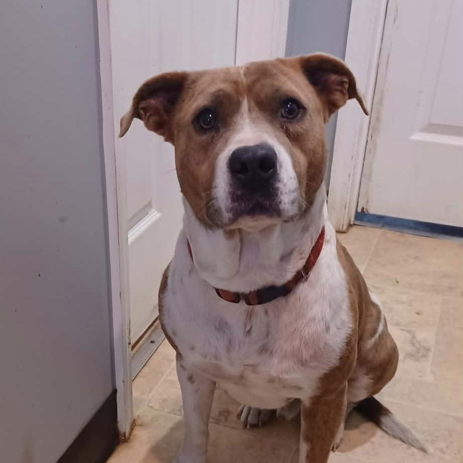 Enlarge Butterbean, a Adoptable Mixed Breed in Boaz, AL image 2/3