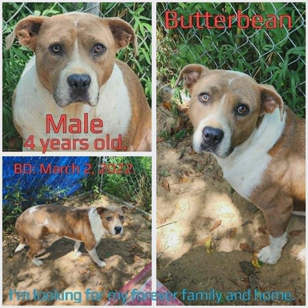 Enlarge Butterbean, a Adoptable Mixed Breed in Boaz, AL image 3/3