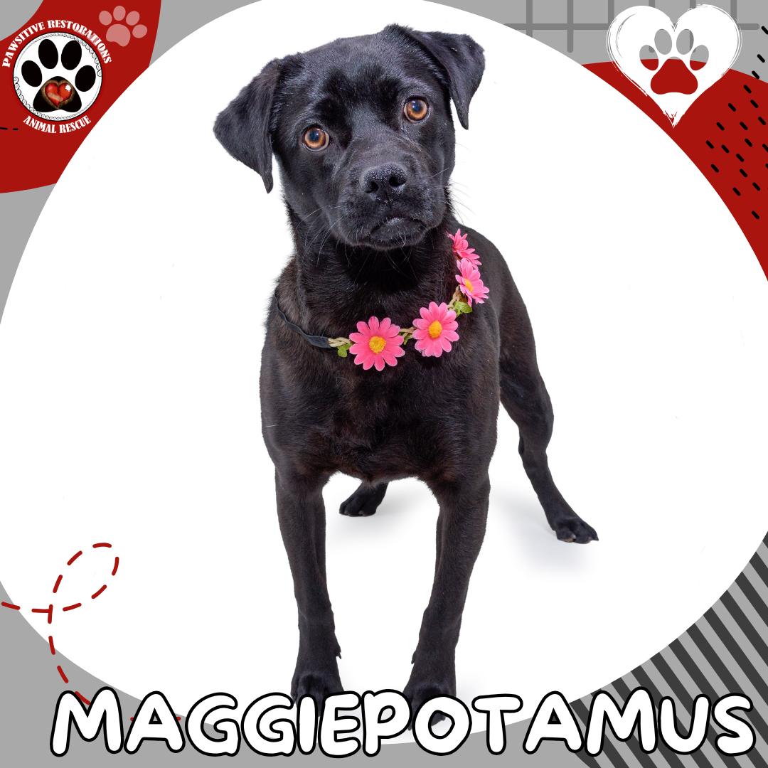 MAGGIEPOTAMUS, Adoptable, Young Female Pug.