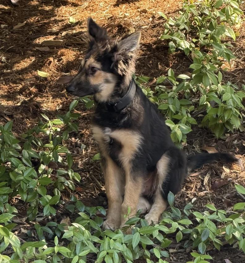 Enlarge Einstein, an adoptable mixed breed in Davis, CA image 3/6