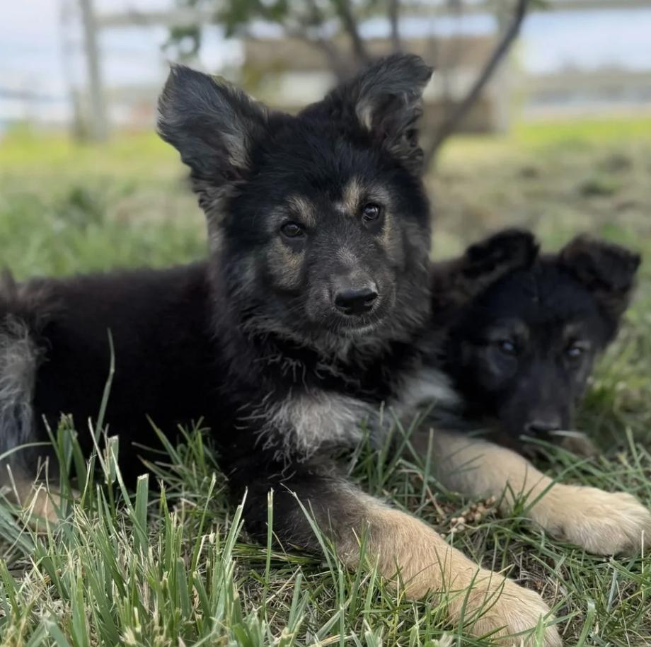 Einstein, ADOPTABLE, Puppy Male German Shepherd Dog.