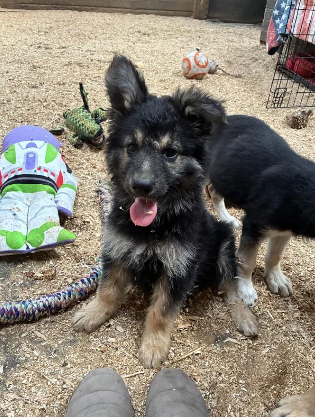 Enlarge Einstein, a ADOPTABLE mixed breed in Davis, CA image 2/5