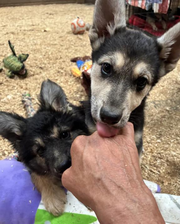 Enlarge Einstein, a ADOPTABLE mixed breed in Davis, CA image 5/5