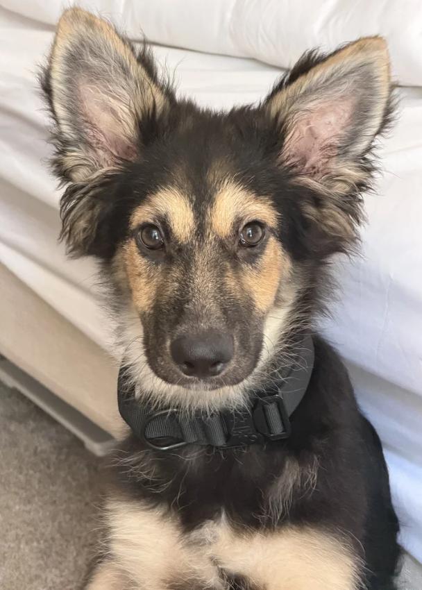 Enlarge Einstein, an adoptable mixed breed in Davis, CA image 2/6