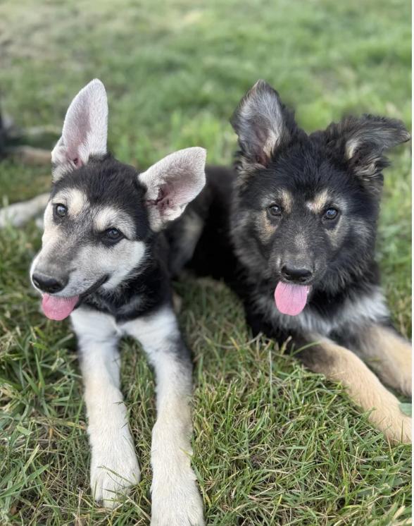 Enlarge Einstein, a ADOPTABLE mixed breed in Davis, CA image 3/5