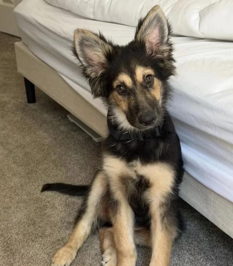 Einstein, adoptable, Puppy Male German Shepherd Dog.