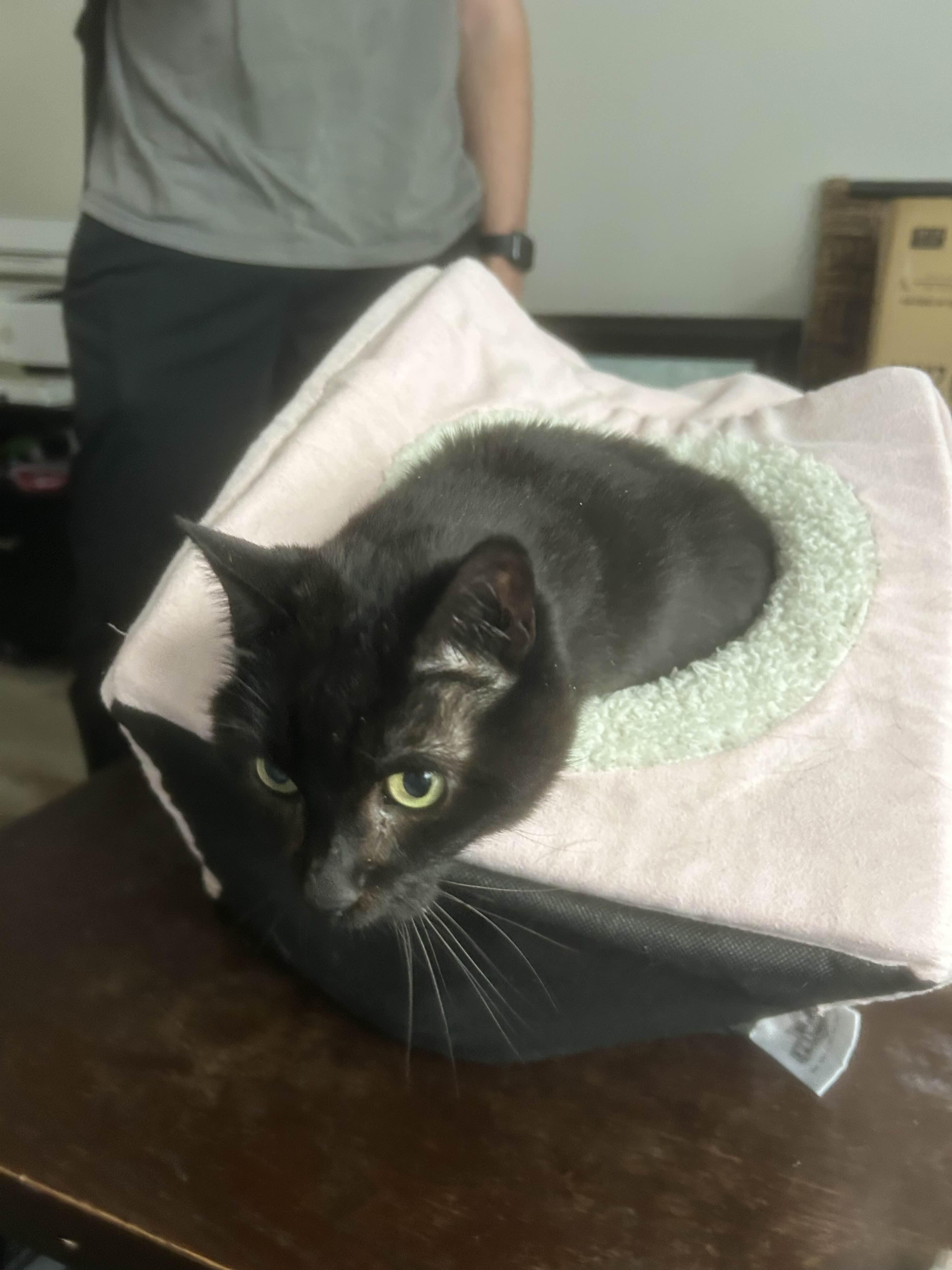 Kitten, ADOPTABLE, Adult Female Domestic Short Hair.