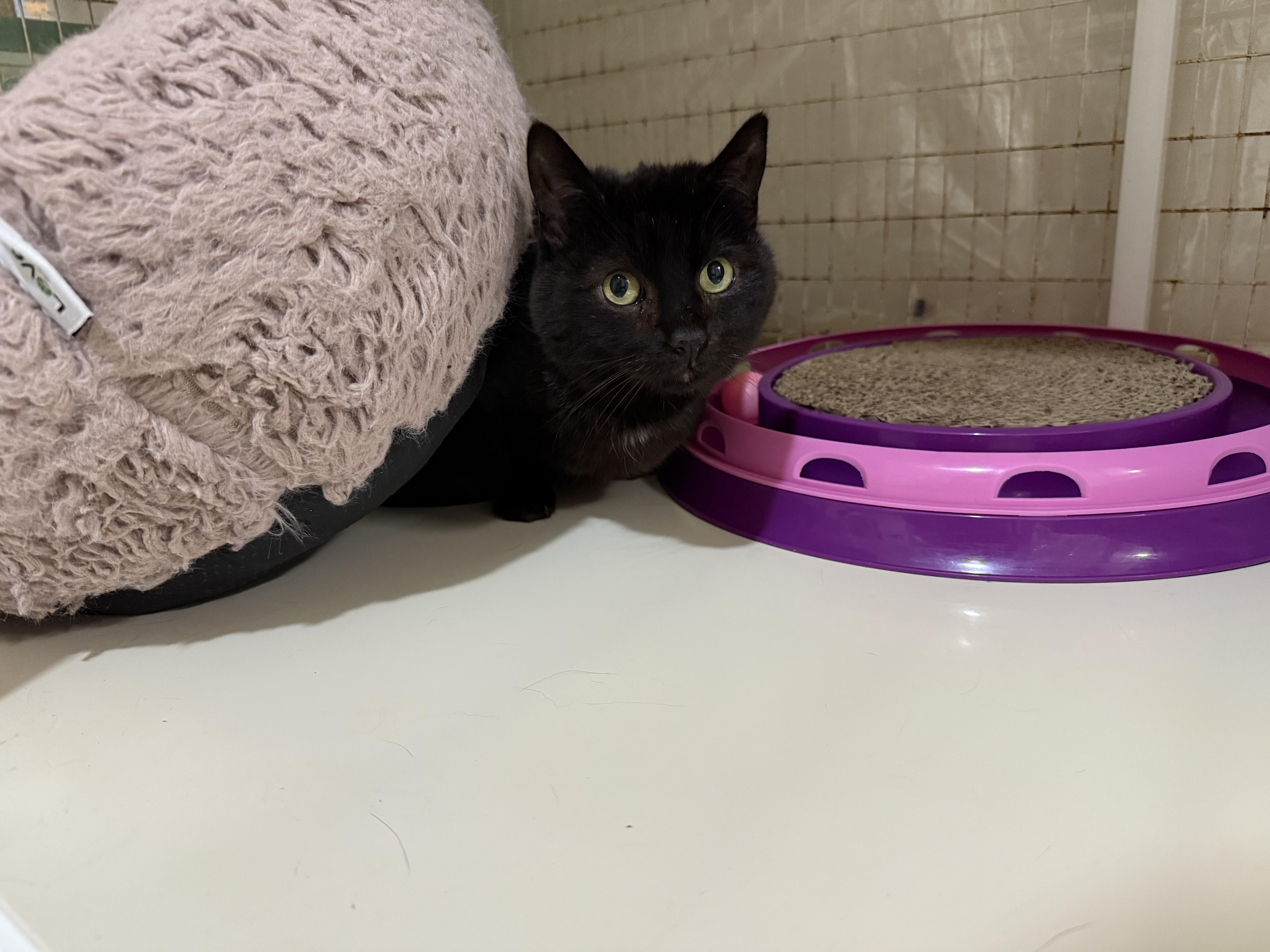 Enlarge Kitten, a ADOPTABLE Domestic Short Hair in San Luis Obispo, CA image 4/5