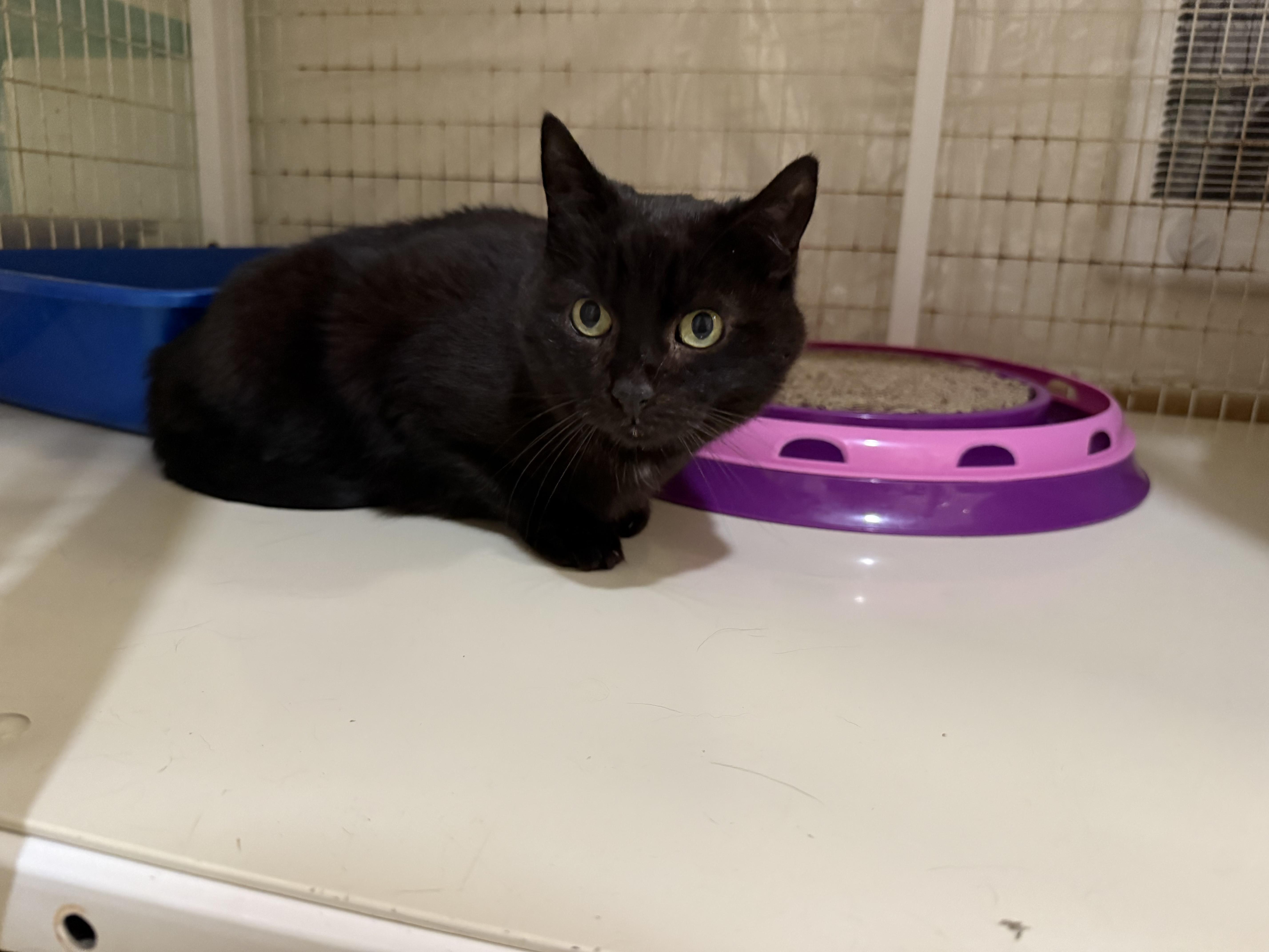 Enlarge Kitten, a ADOPTABLE Domestic Short Hair in San Luis Obispo, CA image 3/5