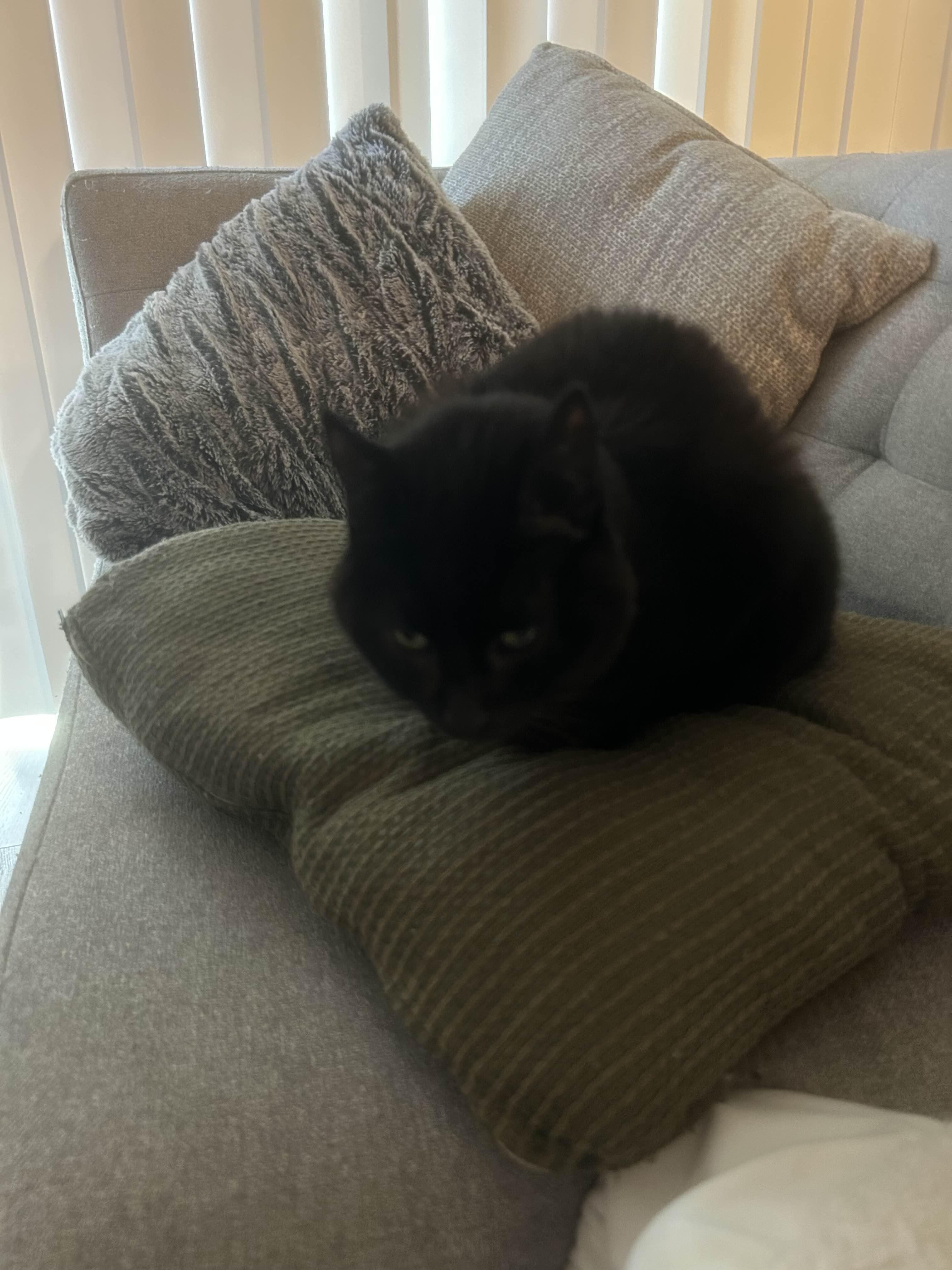 Enlarge Kitten, a ADOPTABLE Domestic Short Hair in San Luis Obispo, CA image 2/5