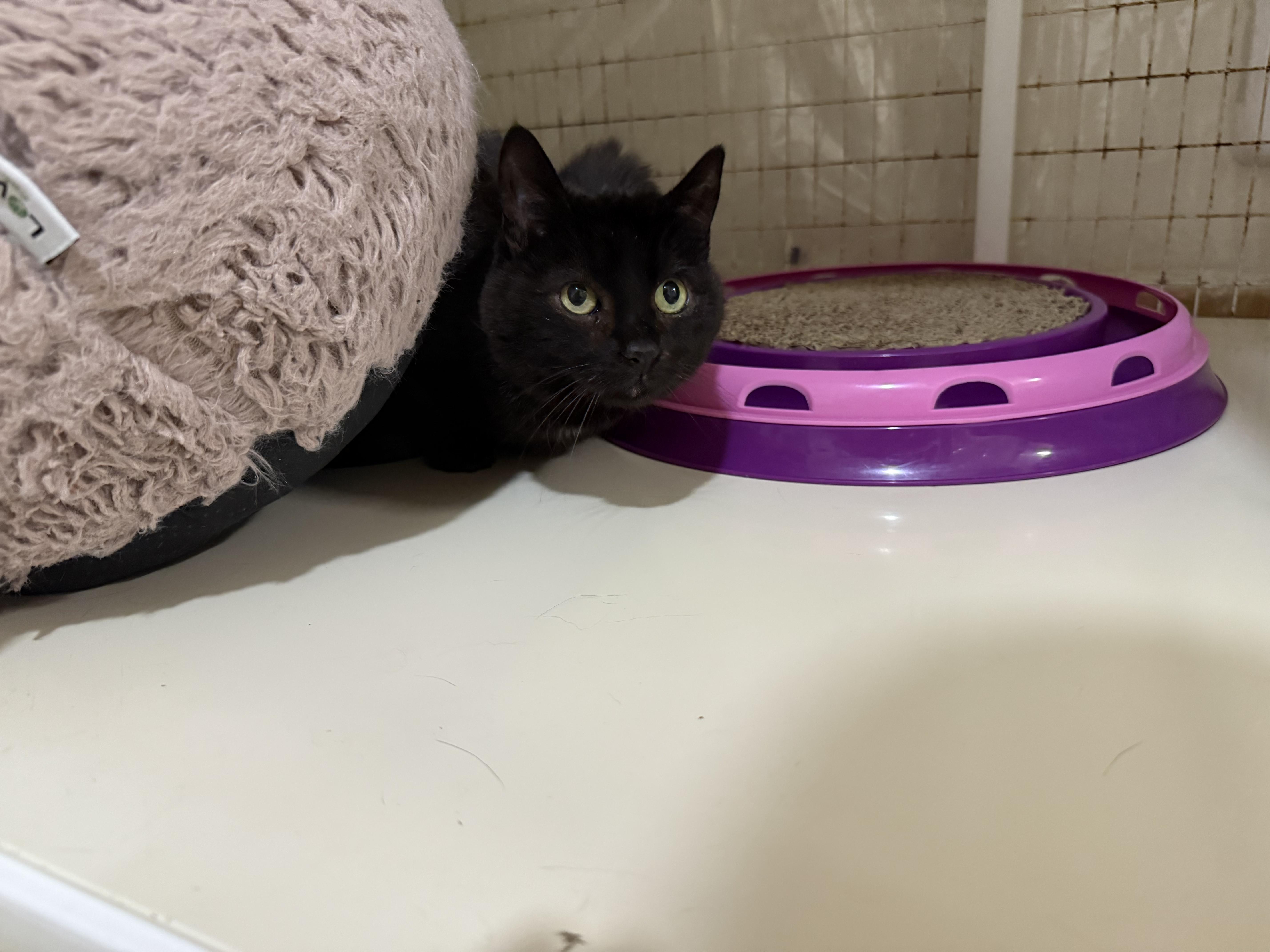 Enlarge Kitten, a ADOPTABLE Domestic Short Hair in San Luis Obispo, CA image 5/5