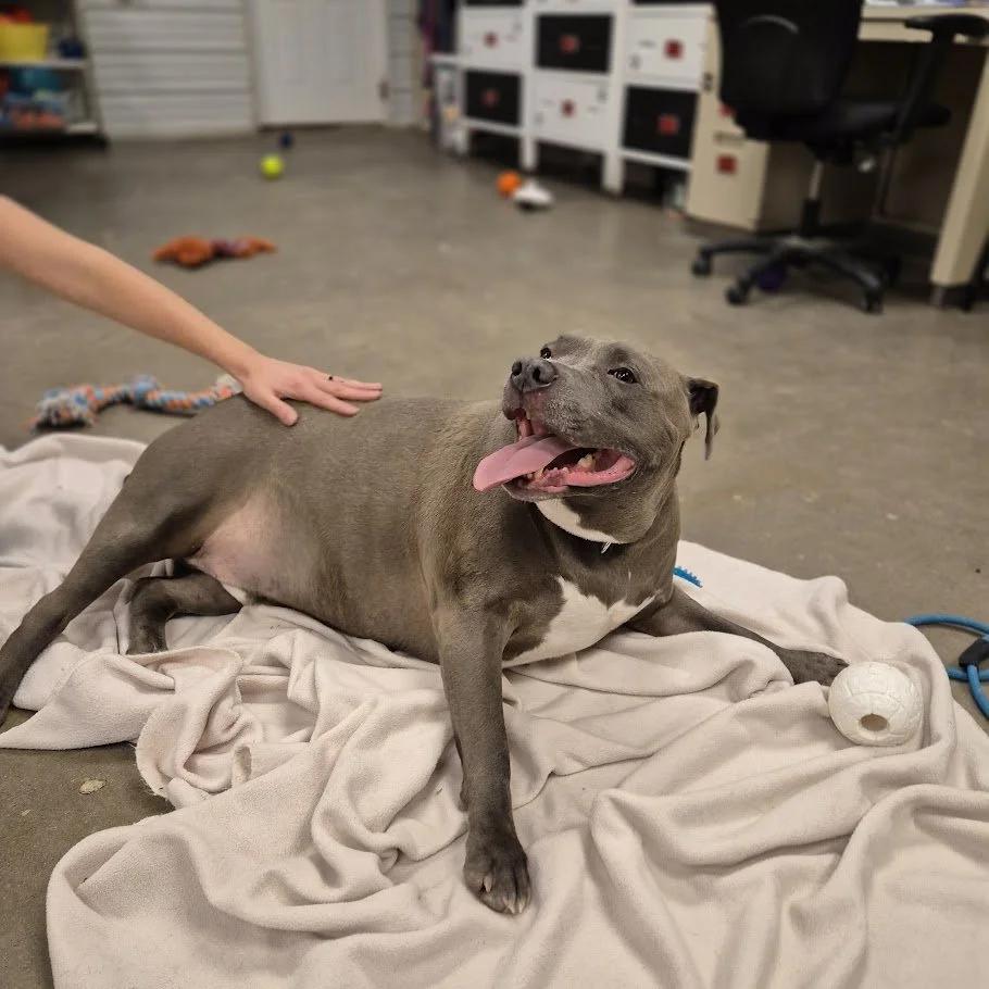 Big Mac, a ADOPTABLE mixed breed in Winona, MN image 2/6